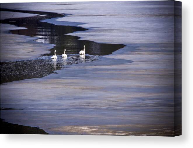 Tundra Swan Canvas Print featuring the photograph Tourist Swans by Albert Seger