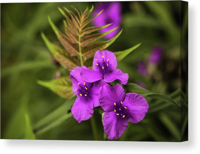 Flower Canvas Print featuring the photograph Tradescantia by Bruce Pritchett