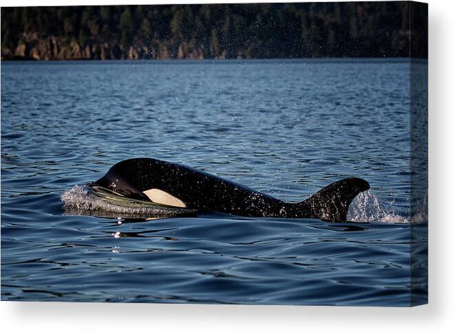 Orca Canvas Print featuring the photograph Transient by Randy Hall