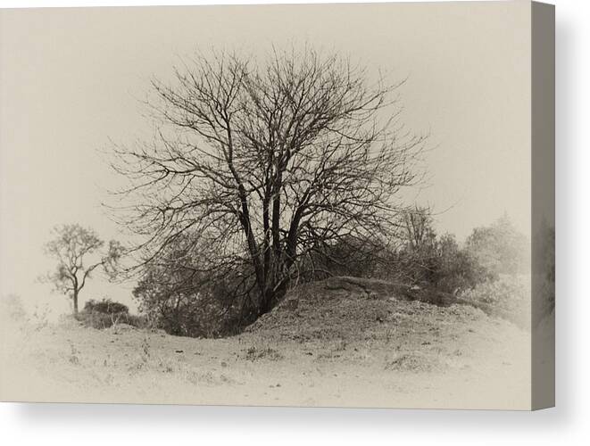 Tree Canvas Print featuring the photograph Tree by Amarildo Correa