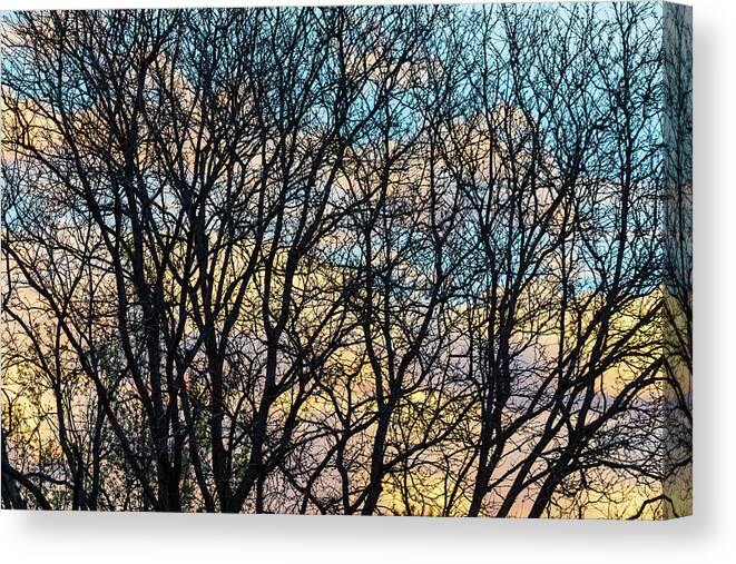 Trees Canvas Print featuring the photograph Tree Branches and Colorful Clouds by James BO Insogna