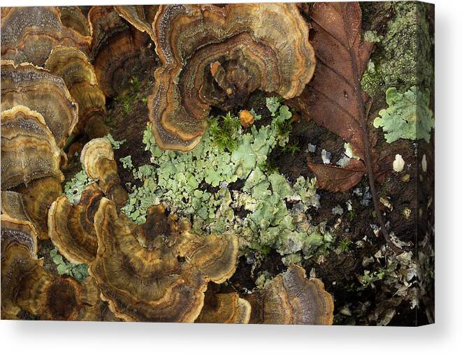 Fungus Canvas Print featuring the photograph Tree Fungus by Mike Eingle