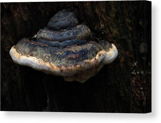 Fungus Canvas Print featuring the photograph Tree Fungus by Tikvah's Hope