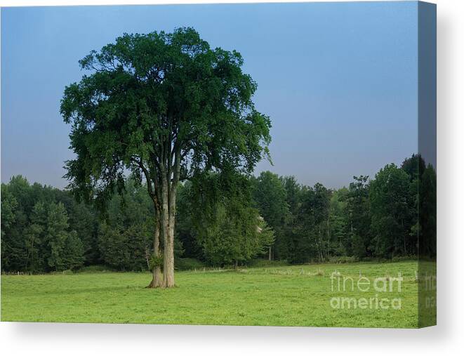 Maine Canvas Print featuring the photograph Tree in field by Kevin Shields