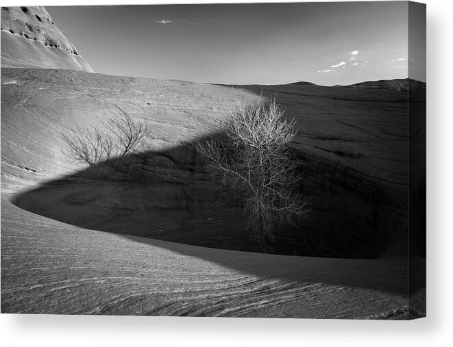 Tree Canvas Print featuring the photograph Tree in the Rock by James Udall