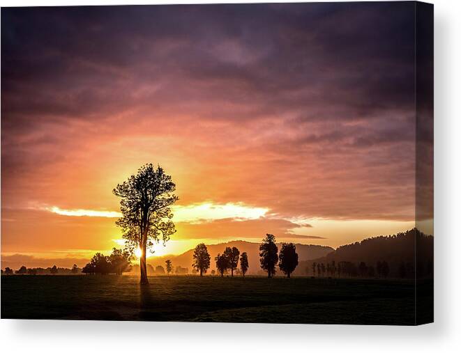 Tree Of Light Canvas Print featuring the photograph Tree Of Light by Mark Slater