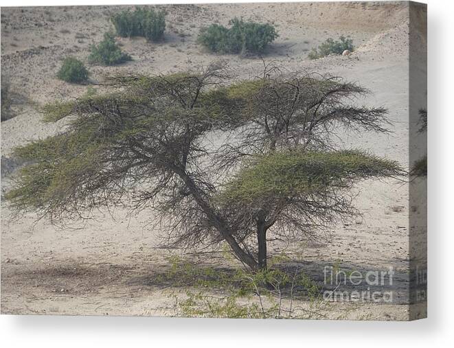 Desert Canvas Print featuring the photograph Tree on Sir Bani Yas Island by Jimmy Clark