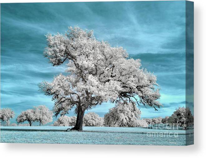 Top Artist Canvas Print featuring the photograph Tree on the Pedernales Infrared by Norman Gabitzsch