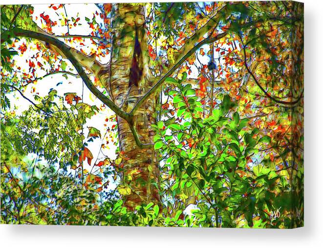 Tree Spirit Canvas Print featuring the photograph Tree Spirit by Gina O'Brien