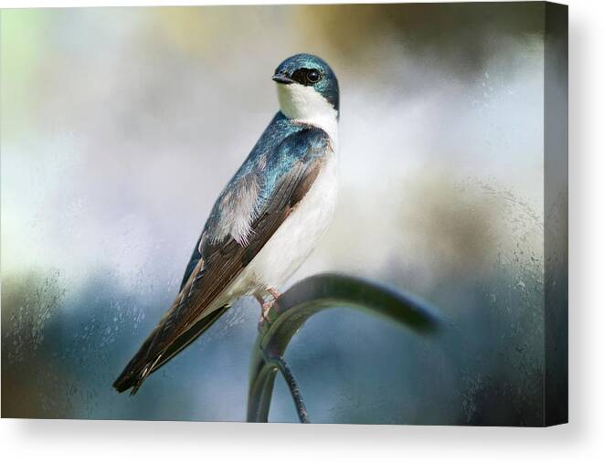 Birds Canvas Print featuring the photograph Tree Swallow by Cindi Ressler