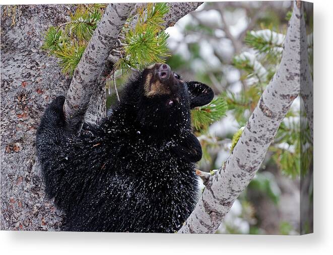 Black Bear Canvas Print featuring the photograph Tree Top Bear by Mark Miller