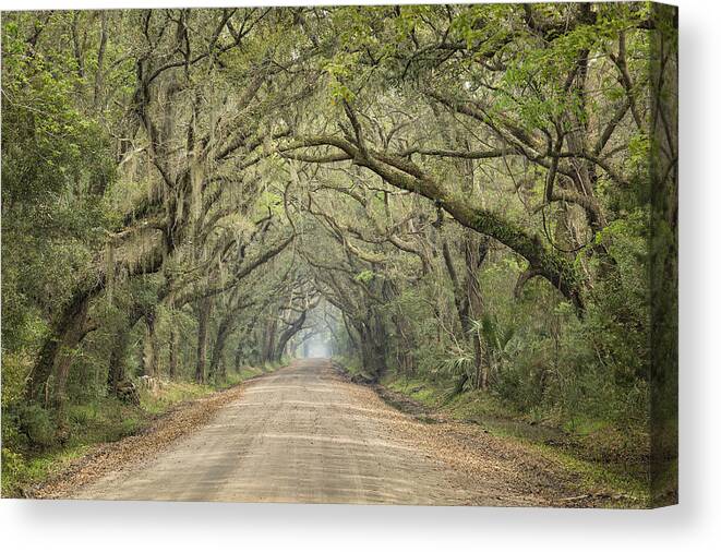 Tree Canvas Print featuring the photograph Tree Tunnel by Denise Bush