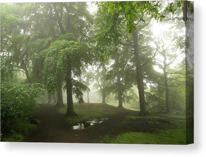 Fog Canvas Print featuring the photograph Trees in the Mist. by Elena Perelman