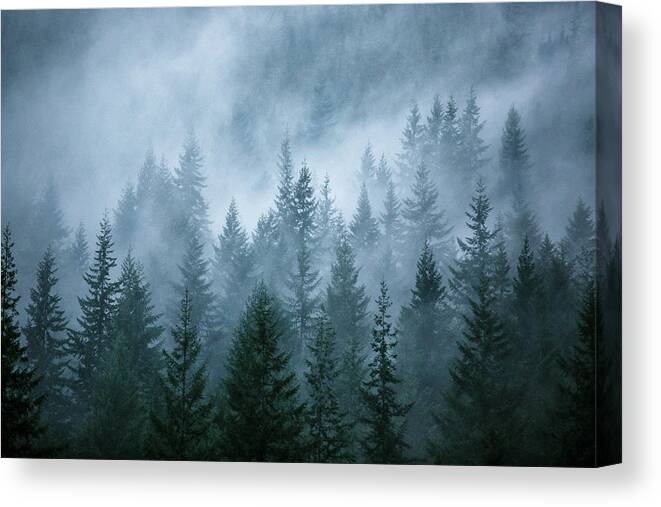 Trees Canvas Print featuring the photograph Trees in the mist by Jim O'Neill