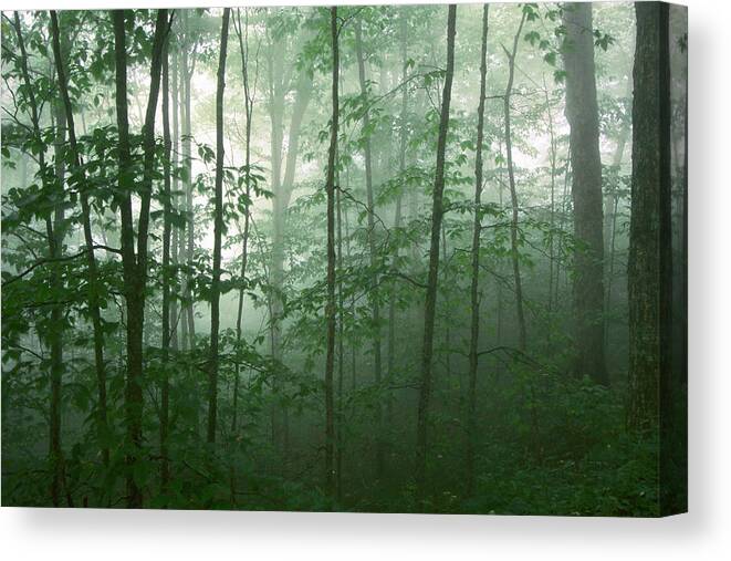 Asheville Canvas Print featuring the photograph Trees in the Mist by Joye Ardyn Durham