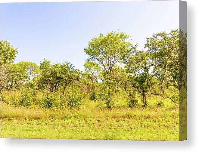 Trees Canvas Print featuring the photograph Trees in Zambia by Marek Poplawski
