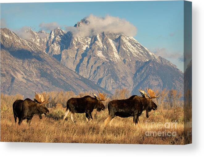 Moose Canvas Print featuring the photograph Tres Amigos by Aaron Whittemore
