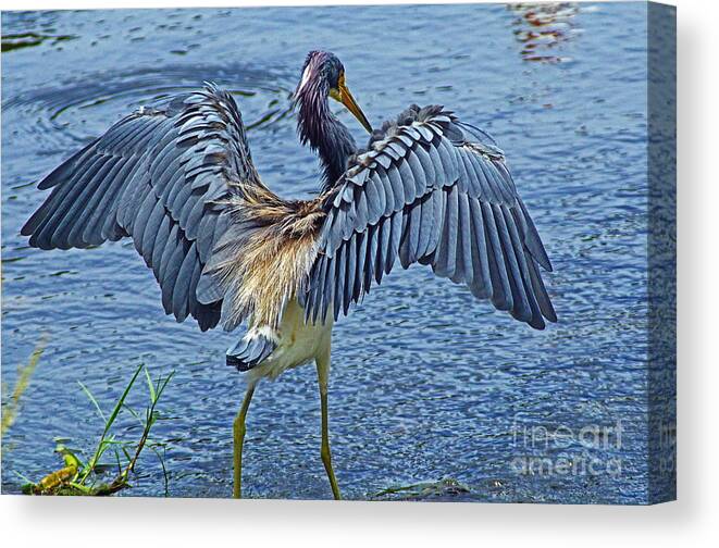 Bird Canvas Print featuring the photograph TriColor Heron The Grand Opening by Larry Nieland