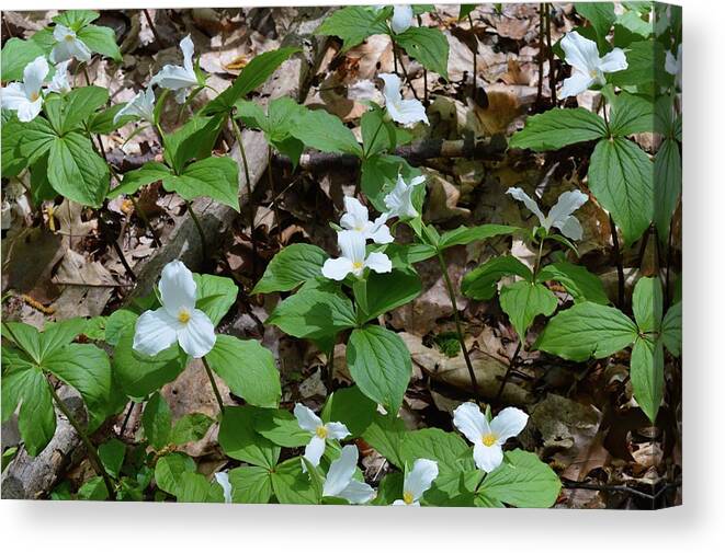 Abstract Canvas Print featuring the digital art Trilliums In The Sun by Lyle Crump