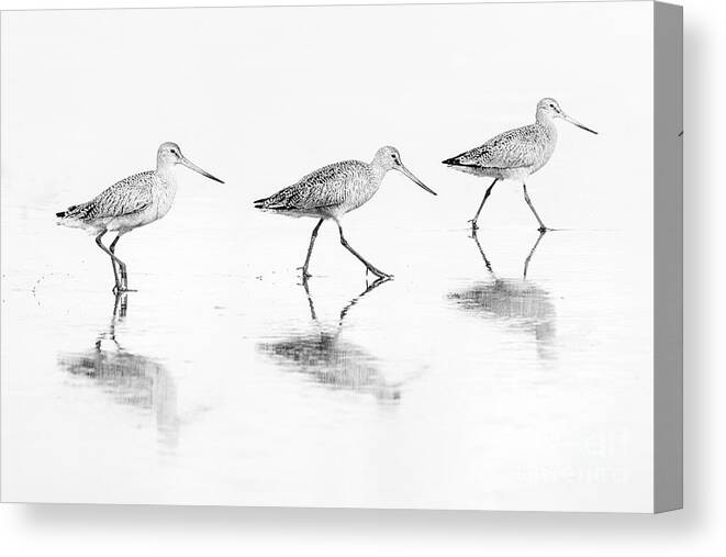 Shorebirds Canvas Print featuring the photograph Trio of Godwits by Sonya Lang