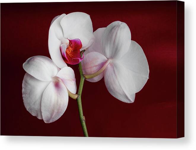 Flower Canvas Print featuring the photograph Trio of Orchids by Tom Mc Nemar