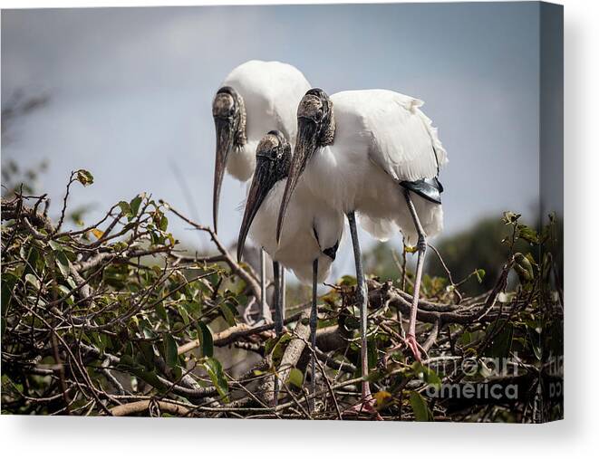 Trio Canvas Print featuring the photograph Trio of Wood Storks by Jim Gillen