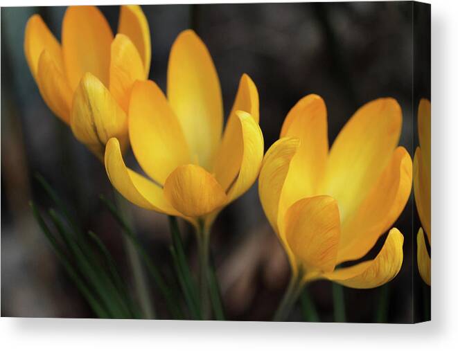 Connie Handscomb Canvas Print featuring the photograph Triplets by Connie Handscomb