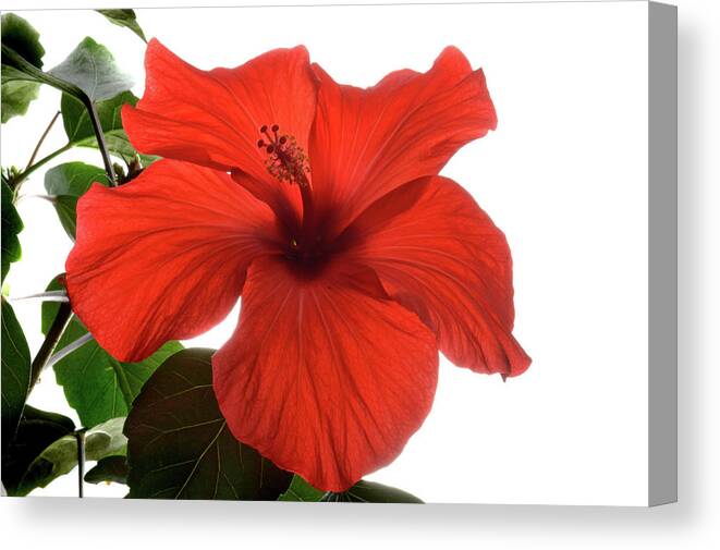 Hibiscus Canvas Print featuring the photograph Tropical Bloom. by Terence Davis