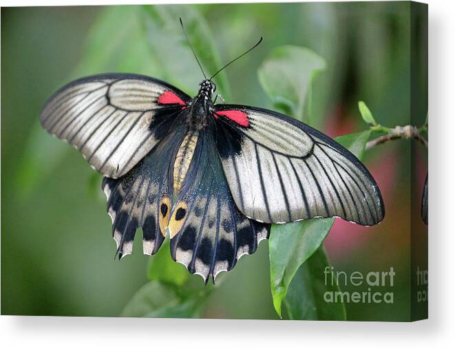 Tropical Butterfly Exotic Canvas Print featuring the photograph Tropical butterfly by Julia Gavin