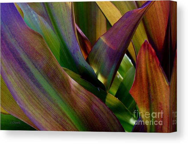 Colour Canvas Print featuring the photograph Tropical Leaves 1 by John Clark