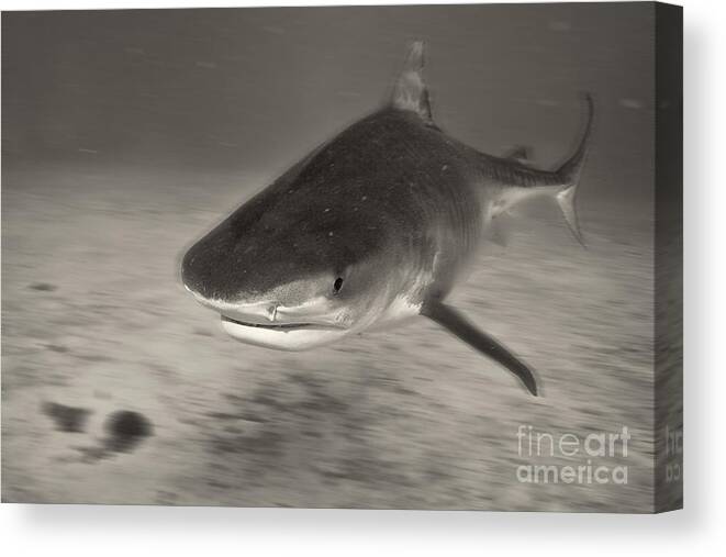Tiger Shark Canvas Print featuring the photograph Troubled Water by Aaron Whittemore