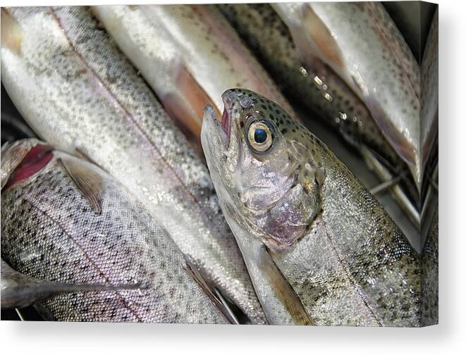 Fish Canvas Print featuring the photograph Trout for dinner by Debra Baldwin