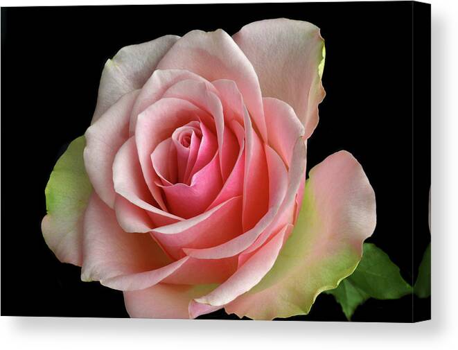 Rose Canvas Print featuring the photograph True Colours. by Terence Davis
