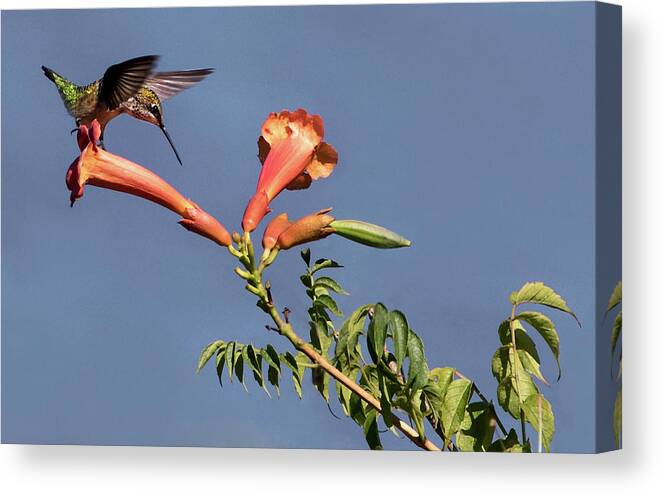 Ruby-throated Hummingbird Canvas Print featuring the photograph Trumpet Call by Art Cole