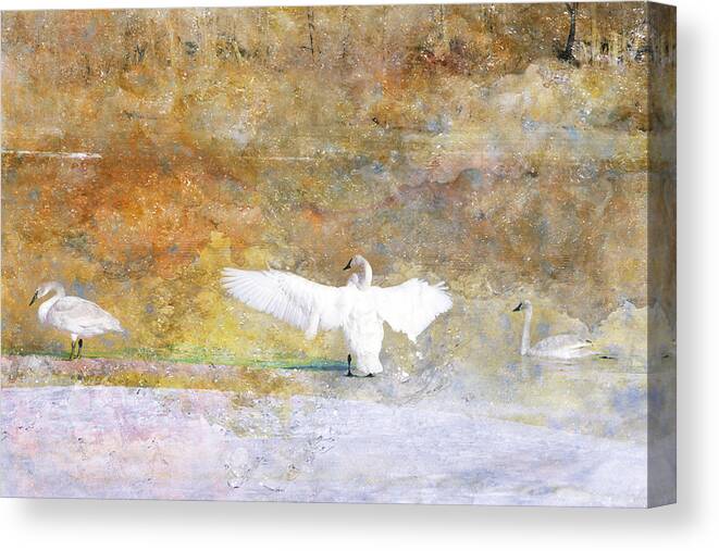 Swan Canvas Print featuring the photograph Trumpeter Returns by Ed Hall