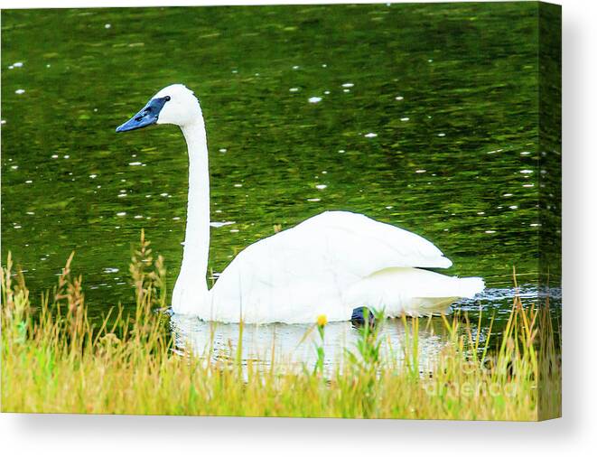 Swan Canvas Print featuring the photograph Trumpeter Swan by Ben Graham