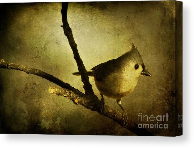 backyard Birds Canvas Print featuring the photograph Tufted Titmouse - Weathered by Lana Trussell