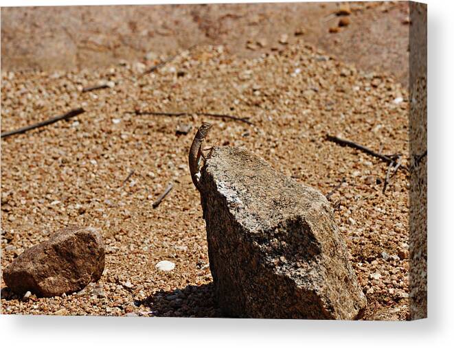 Lizard Canvas Print featuring the photograph Tough guy by James Smullins