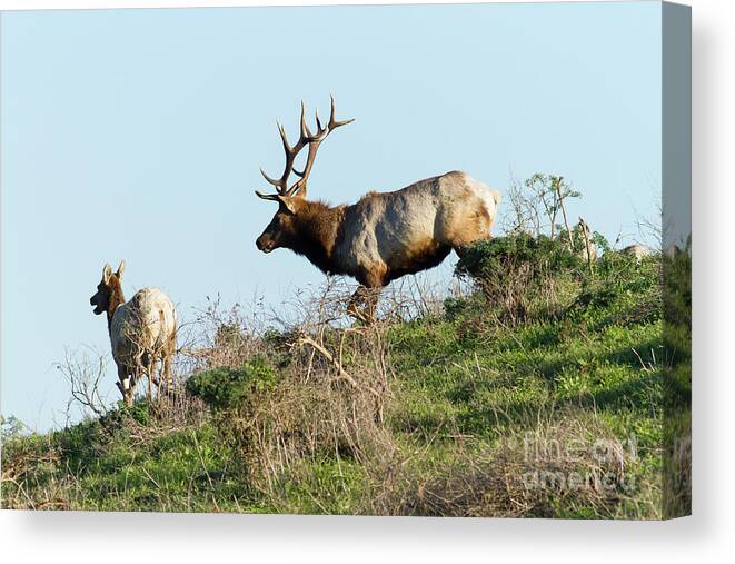 Wingsdomain Canvas Print featuring the photograph Tules Elks At Tomales Bay Point Reyes National Seashore California 5DIMG9327 by Wingsdomain Art and Photography