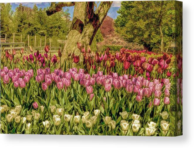 Tulip Bed Canvas Print featuring the photograph Tulip bed at Longwood Gardens in PA by Geraldine Scull