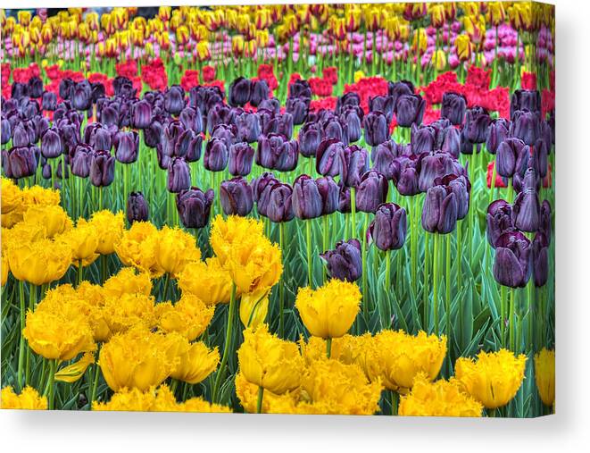 Spring Canvas Print featuring the photograph Tulip Colors by Nadia Sanowar