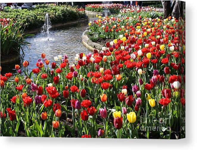 Bowral Tulip Festival Canvas Print featuring the photograph Tulip Festival by Bev Conover