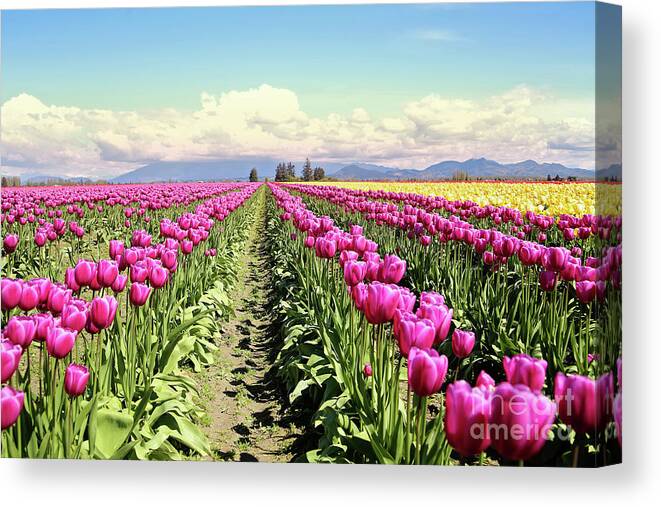 Tulip Canvas Print featuring the photograph Tulip Field by Sylvia Cook