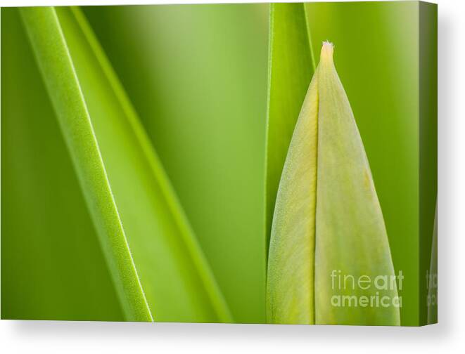 Tulip Canvas Print featuring the photograph Tulip by Silke Magino