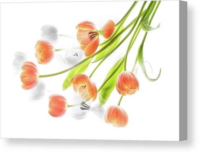 Tulips Canvas Print featuring the photograph A creative presentation of a bouquet of tulips. by Usha Peddamatham