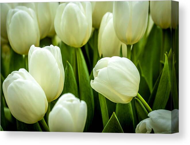 Agriculture Canvas Print featuring the photograph Tulips 4 by Jijo George