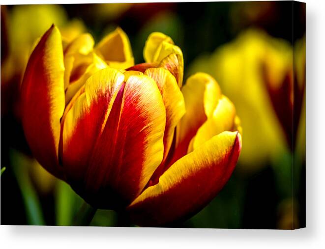 Agriculture Canvas Print featuring the photograph Tulips 7 by Jijo George