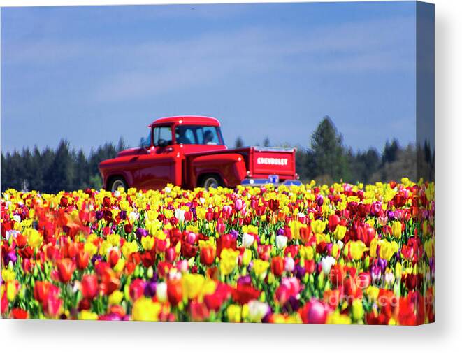 Tulips Canvas Print featuring the photograph Tulips and Red Chevy Truck by Louise Magno