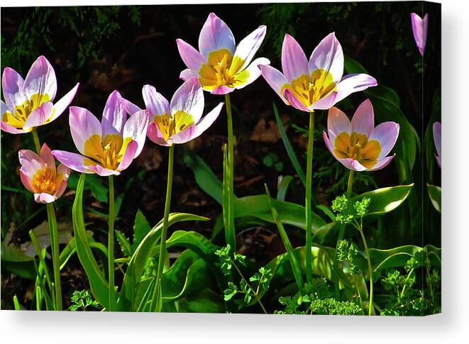 Tulips Canvas Print featuring the photograph Tulips Meadow Garden by Janis Senungetuk