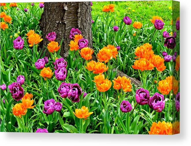 Tulips Canvas Print featuring the photograph Tulips by Monika Salvan